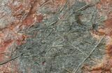 Silurian Fossil Crinoid (Scyphocrinites) Plate - Morocco #134251-1